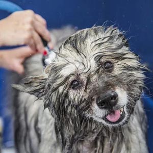 wash and blow dry dog grooming